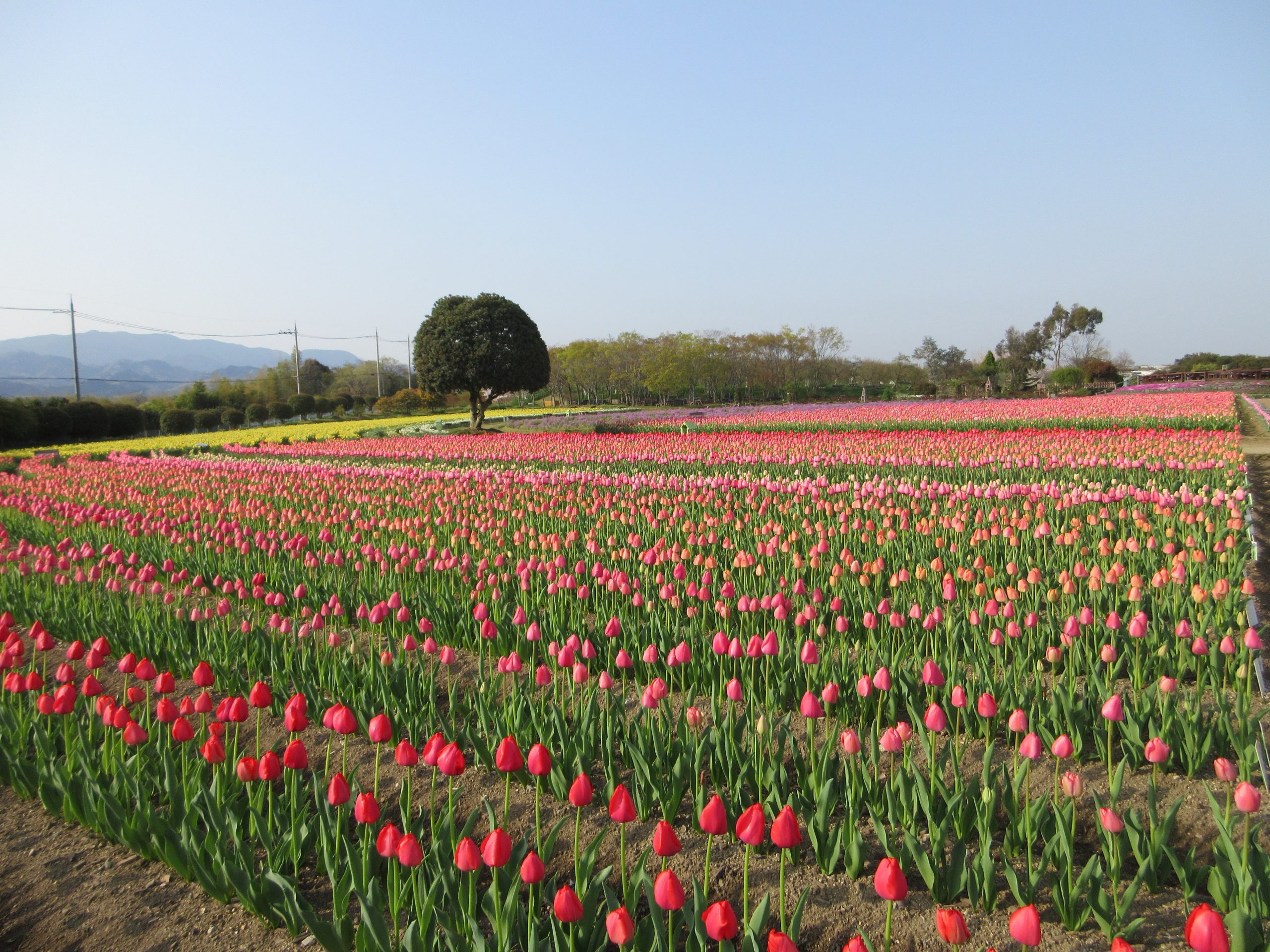 菜の花からチューリップまで。春色に包まれる庭園へ (和泉リサイクル環境公園)