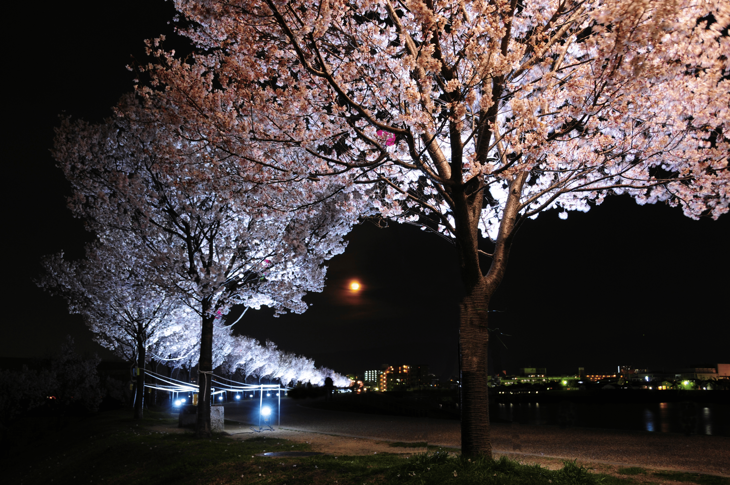 夜桜ライトアップ！「2026桜まつり～春～」が狭山池北堤で開催されます