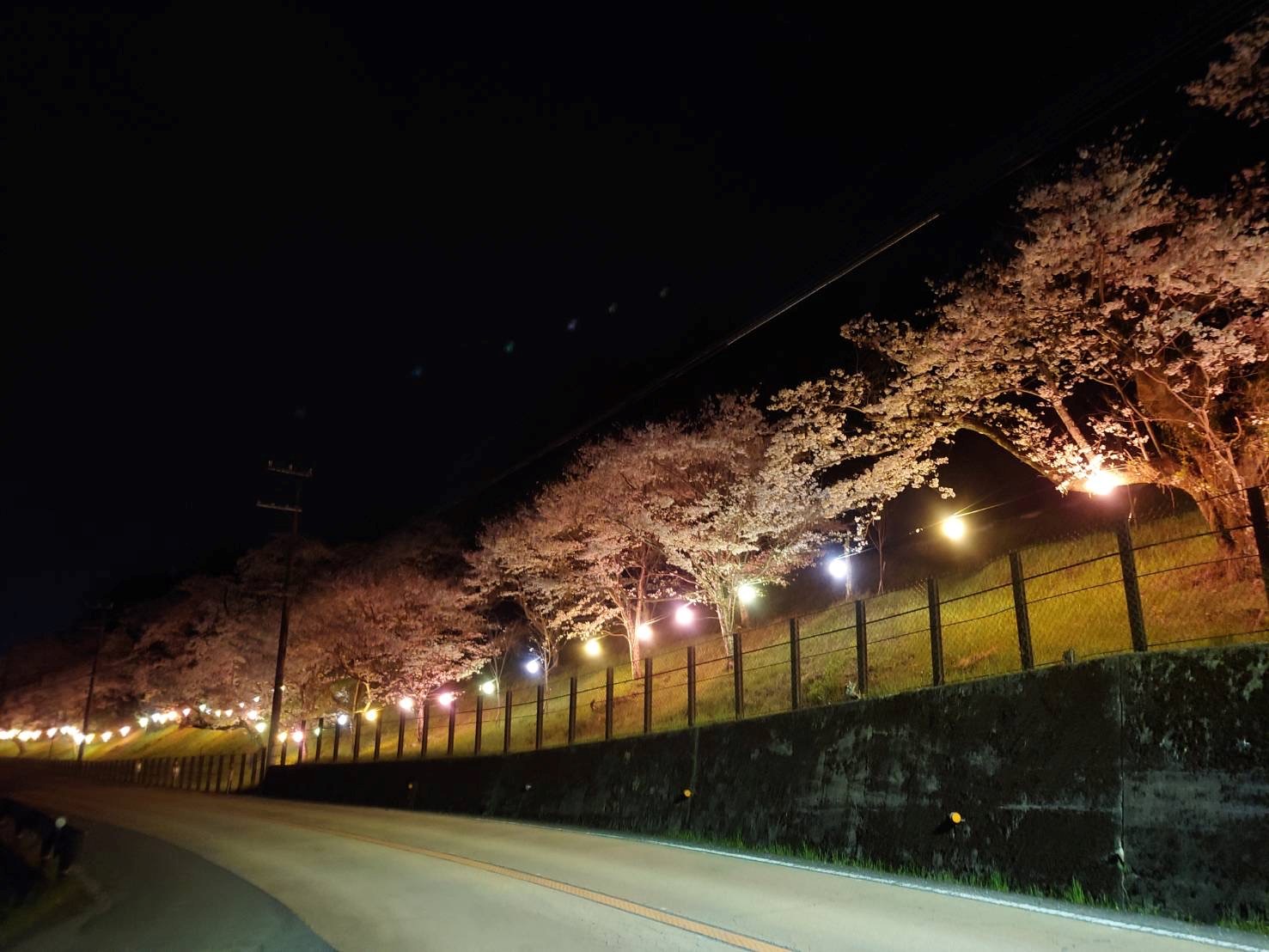 高野線 九度山駅～学文路駅間の桜並木 夜間ライトアップを実施します