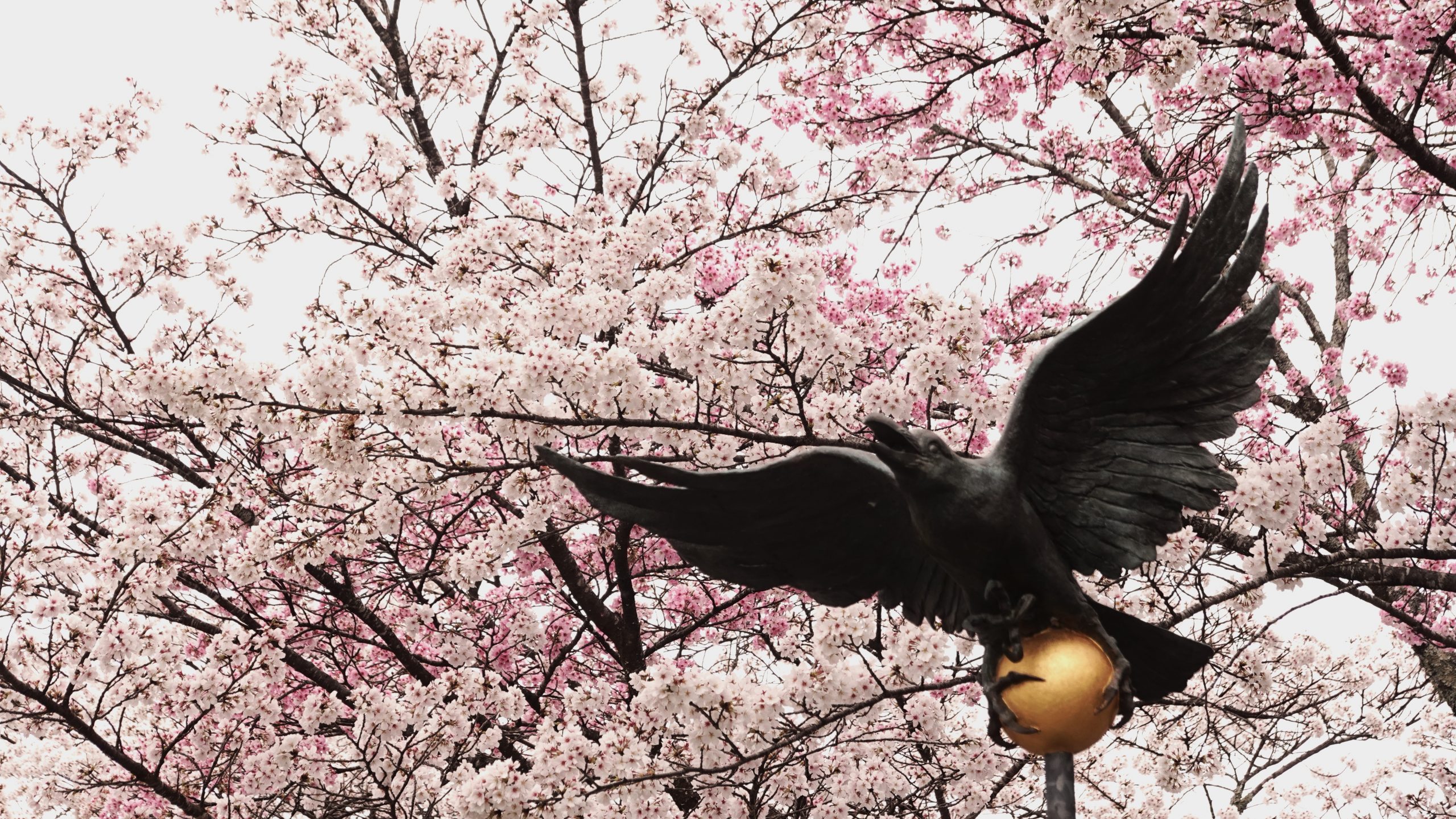 【和歌山桜】熊野古道桜スポットおすすめ｜熊野本宮大社エリア