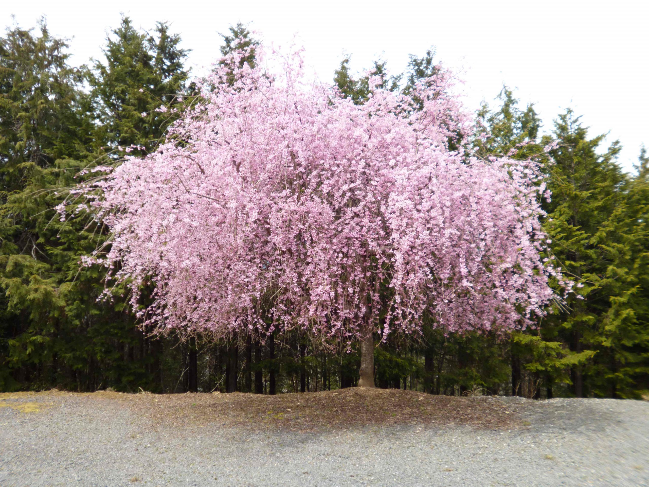 世界遺産「黒河道」を通って国城山へ桜ウォーク