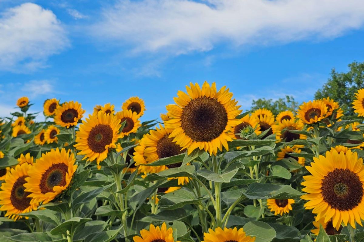 【第２弾】ひまわりが見ごろになりました🌻