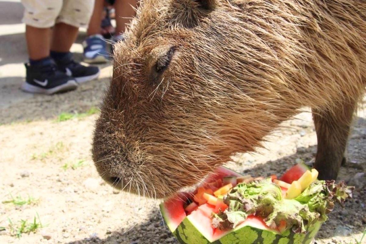 カピバラ＆ヤギのスイカパーティー開催🍉