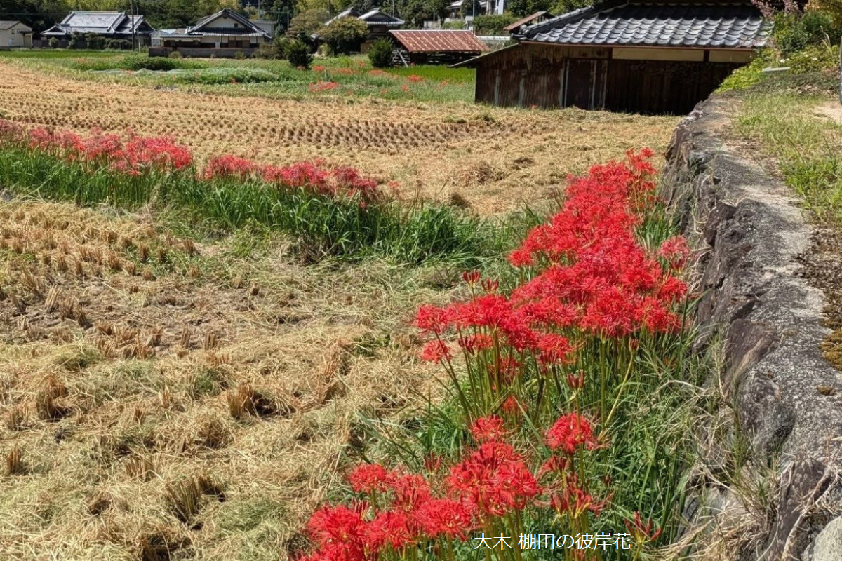 重要文化的景観　日根荘大木の農村風景を歩く