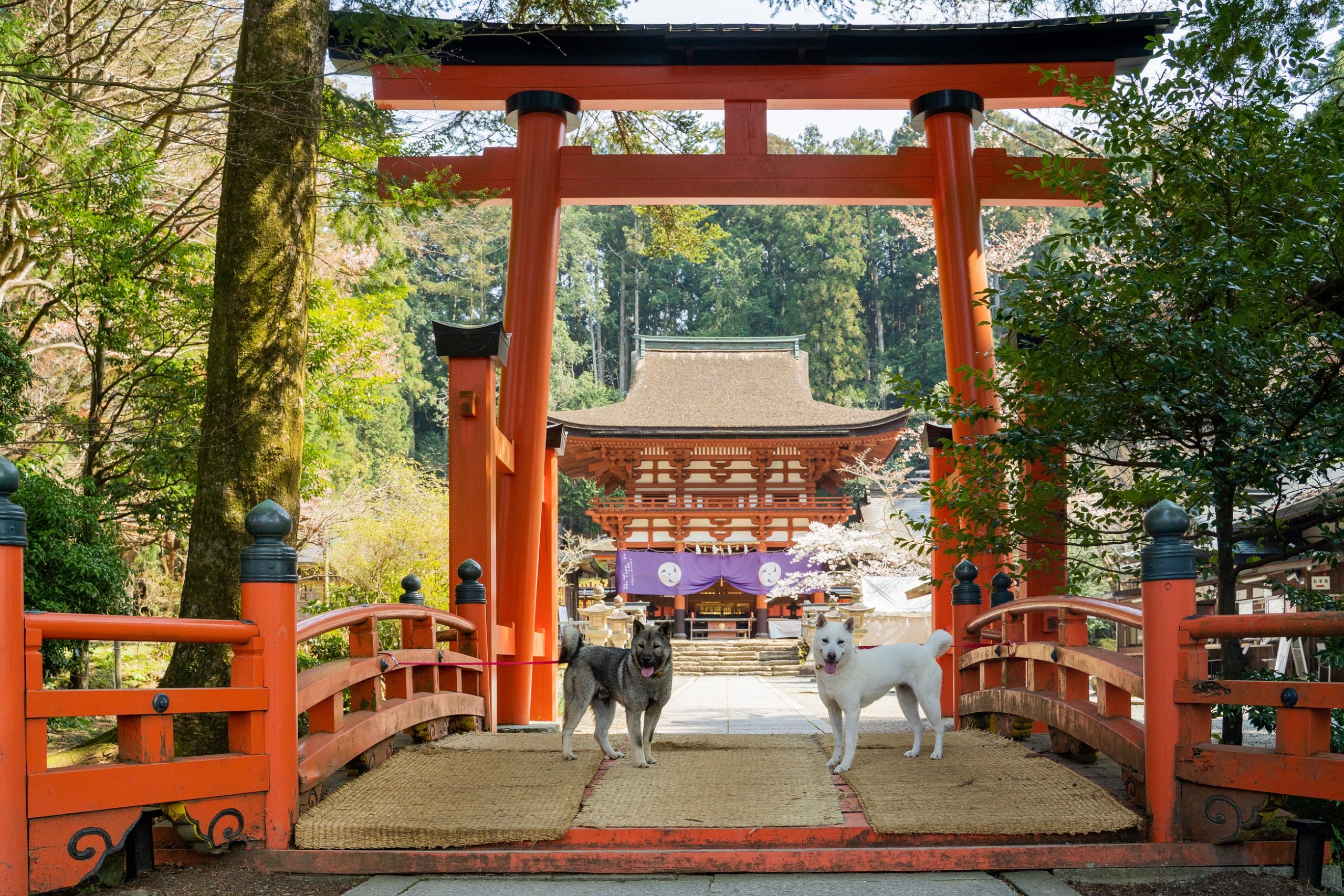 11/28(土)開催「ご神犬も参加　世界遺産三谷坂を登る」参加者募集！