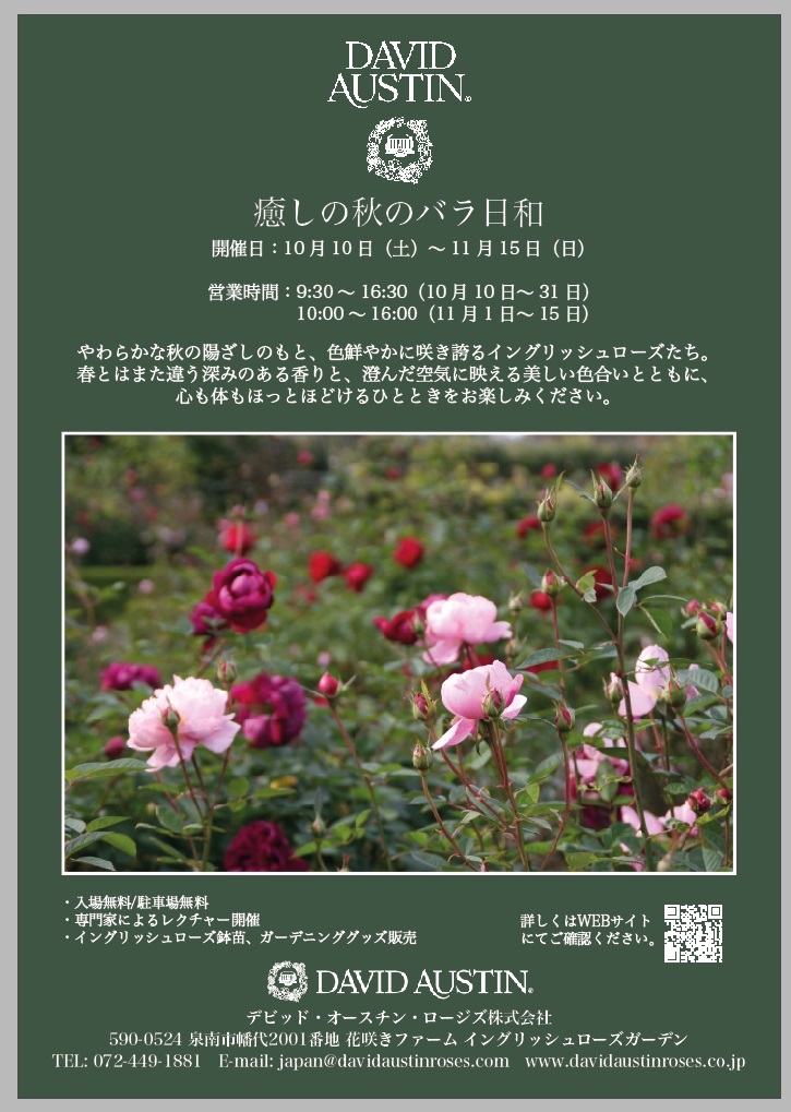 癒しの秋のバラ日和