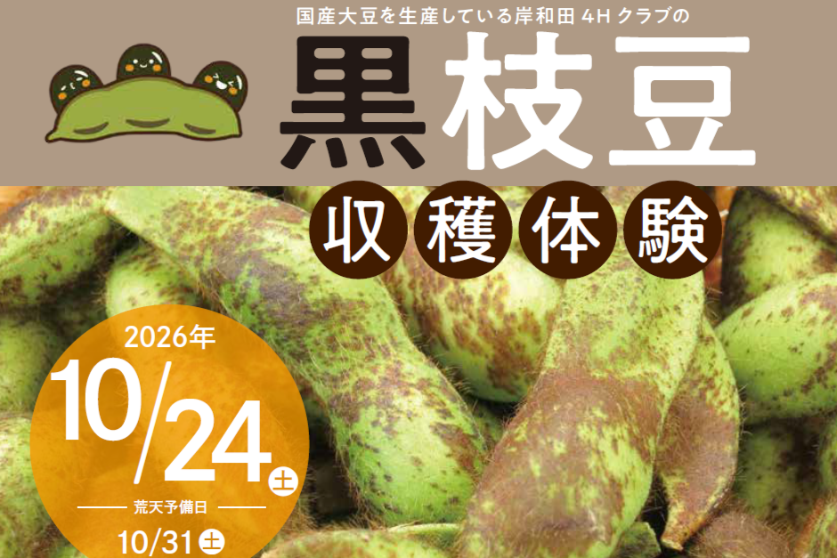秋の味覚　黒枝豆の収穫を体験してみませんか？