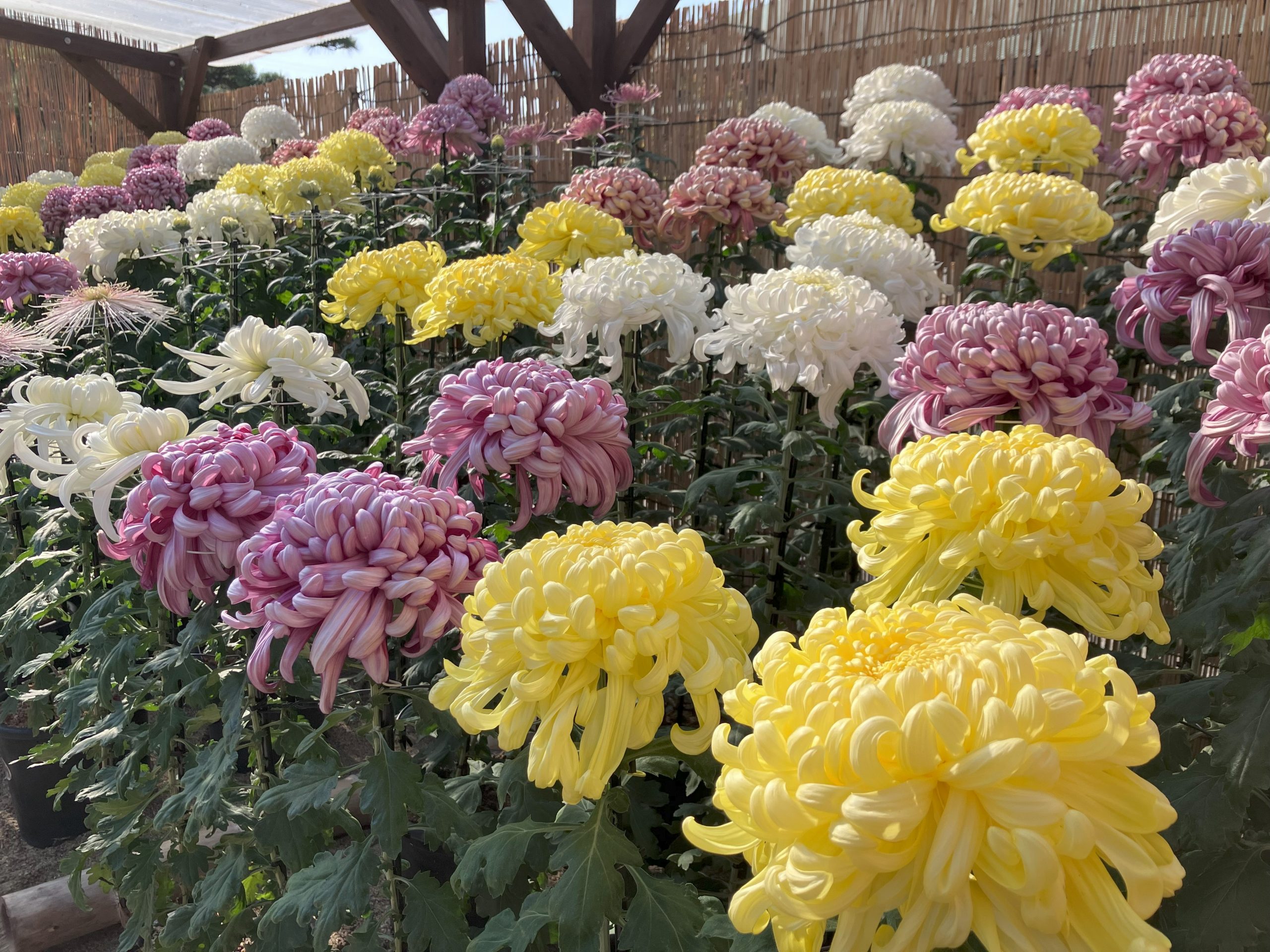 大菊や福助などさまざまな菊が出品されます