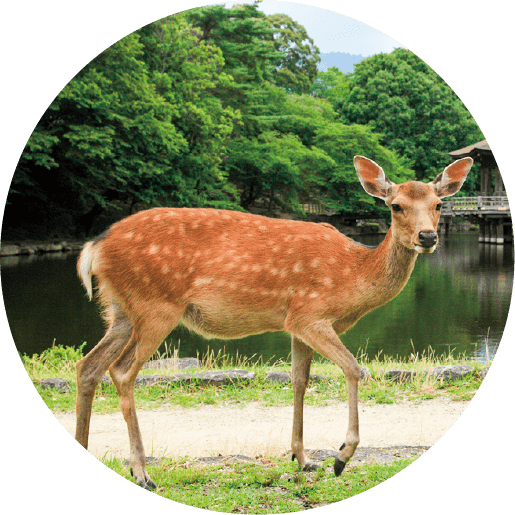 奈良の鹿