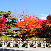 高野山「多聞院の紅葉」写真